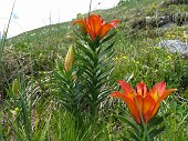 27-Giglio rosso-Lilium bulbiferum L.